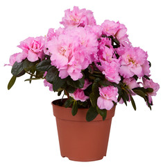 Beautiful pink blooming azalea isolated in pot on white background. Blossoming pink Rhododendron in a flowerpot