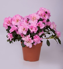 Beautiful pink blooming azalea isolated in pot on white background. Blossoming pink Rhododendron in a flowerpot