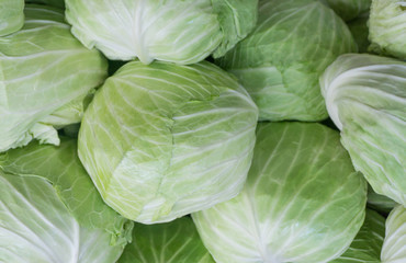Fototapeta premium Close up green cabbage or headed cabbage at vegetable market.Organic vegetable at freshness atmosphere farm.vegetarian food cooking.Healthy food high fiber.