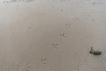 top view of textured brown sand with bird footprints