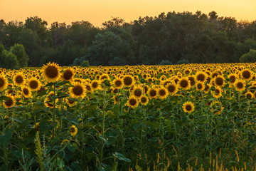Obraz premium Sunflowers blossoming in the fields