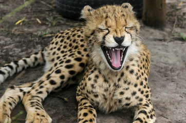 Cheetah Yawn