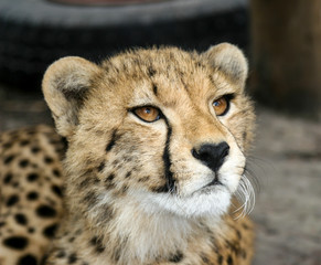 Cheetah Head-shot © Alan Lucas