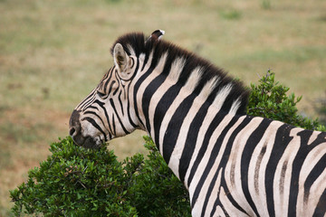 Grazing Zebra