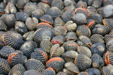Raw fresh cockles have blood and mud shell be alive from cockle farm selective focus,delicious seafood,scallop,Tegillarca granosa,Appetizer