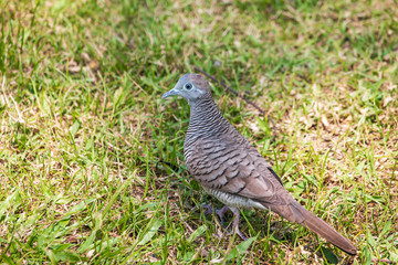 birds foraging walk on the lawn.