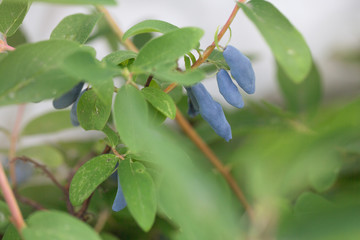  Honeysuckle ripe on the bush