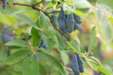  Honeysuckle ripe on the bush