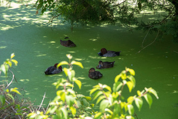 Ducks Sleeping on Algae Pond