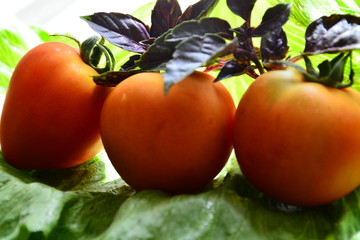 Tomatoes with basil