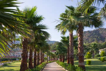 Obraz premium Alley of palm trees on the background of mountains and cottages. Tropical landscape