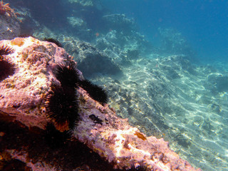 UNDERWATER sea level photo of the Aponissos beach, Agistri island, Saronic Gulf, Attica, Greece.