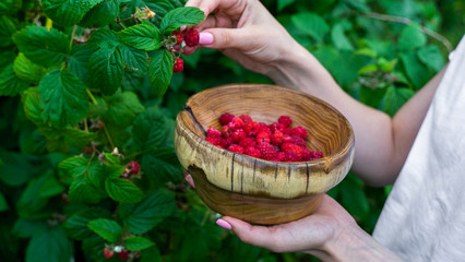 woman pick raspberries in a wooden bowl. green branches of raspberry on background.
