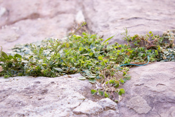 grass