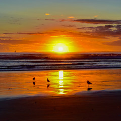 Amanecer en la playa, el sol brlla caliente, el cielo naranja y pajaros en la playa