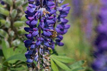 Lupinen mit Bienen auf einer Almwiese
