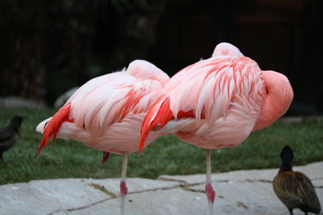 Fototapeta na wymiar Pink Flamingos in Las Vegas habitat