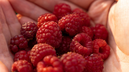 raspberries in hands. berries harvest in summer.