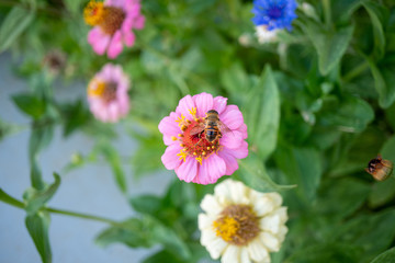 Obraz premium flowers in the garden