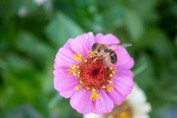 bee on a flower