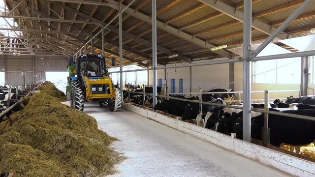 A feeding gallery in a cattle farm with cows and moving tractor between rows, agriculture concept. The tractor with distributor of mixed fodders for cows driving at a farm.