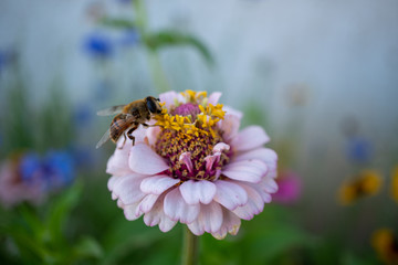 bee on flower