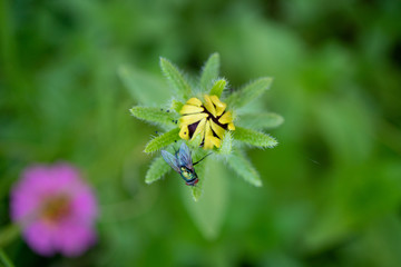 fly on a flower