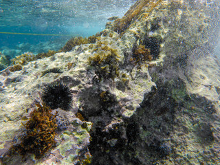 UNDERWATER sea level photo of the Aponissos beach, Agistri island, Saronic Gulf, Attica, Greece.