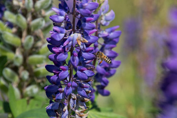 Lupinen mit Bienen auf einer Almwiese