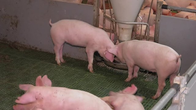 Modern industrial farm for breeding pigs, modern technological automated Hall. Livestock.  The fattening pig group eating by the feeding machine in modern commercial farm