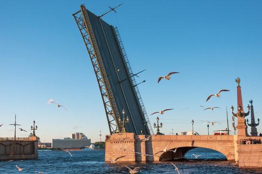 Troitskiy bridge in St. Petersburg on sunset, and a flock of flying seagulls by the river.
