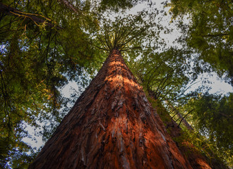 La vida de un arbol, la madre naturaleza en el bosque