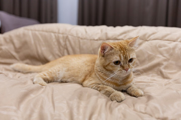 Fototapeta na wymiar cat on the bed