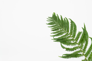 Tropical jungle Fern leaves on white background. Flat lay, top view
