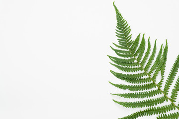 Tropical jungle Fern leaves on white background. Flat lay, top view