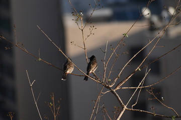 red vented bulbuls' sitting on a branch