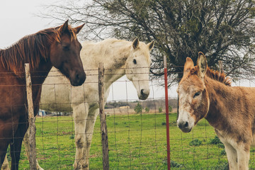 Best of friends visiting each other