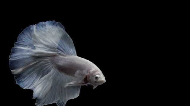 Super slow motion of Siamese fighting fish (Betta splendens), well known name is Plakat Thai, Betta is a species in the gourami family, which is a popular fish in the aquarium trade