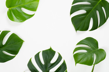 Tropical jungle monstera leaves on white background. Flat lay, top view
