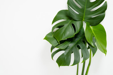 Tropical jungle monstera leaves on white background. Flat lay, top view
