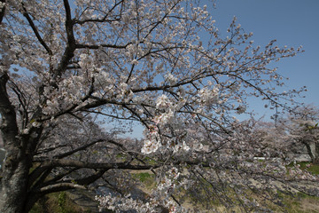 桜の風景