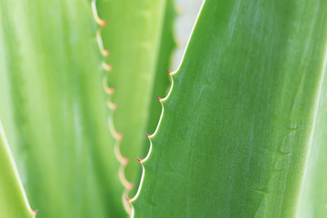 Focus on thorns Agave plant in natural sunlight.