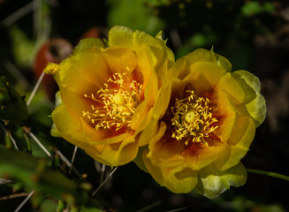 Kaktusblüte Feigenkaktus