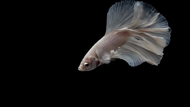 Super slow motion of Siamese fighting fish (Betta splendens), well known name is Plakat Thai, Betta is a species in the gourami family, which is a popular fish in the aquarium trade