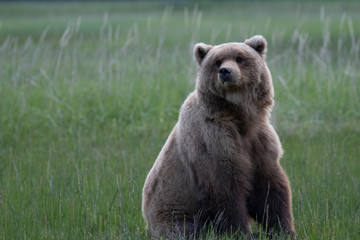 Grizzly looking over shoulder