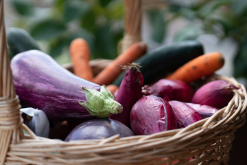 Wicker basket full of vegetables: eggplants, carrots, zucchini, and shallots. Selective focus