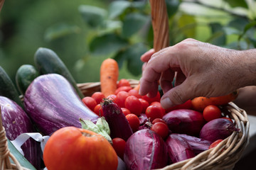 Picking up cherry tomatoes from a wicker basket full of aubergines, zucchini, carrots and shallots