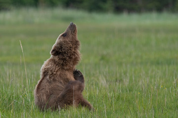 Grizzly bear in alaska