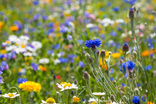 Bl&uuml;hende Wiesen, bl&uuml;hendes Feld, bl&uuml;hender Weg, um Insektensterben und T&ouml;tung zu verhindern und entgegenzuwirken. 