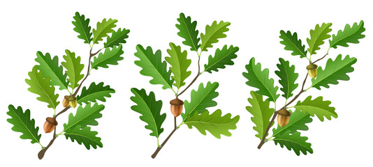 Oak branch set with acorn and fresh green leaf, isolated on white. Vector illustration for ECO nature design, tree or bush - obrazy, fototapety, plakaty